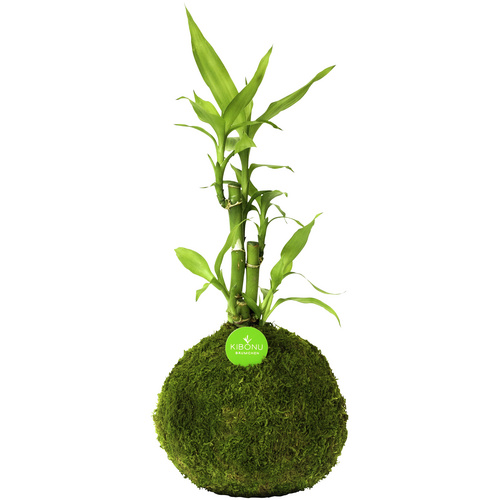 Bild von Kibonu Kibonu Glücksbambus, Lucky bamboo »Lucky Bmboo« - gruen