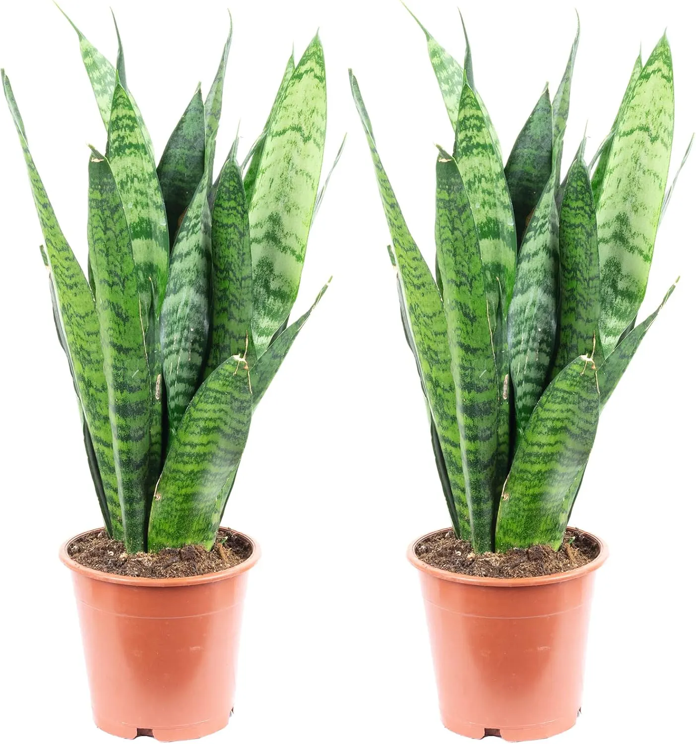 Bild von 2er-Set Bogenhanf Sansevieria trifasciata Black Coral mit einer Höhe von 35 cm und einem Topf-Durchmesser von 12 cm