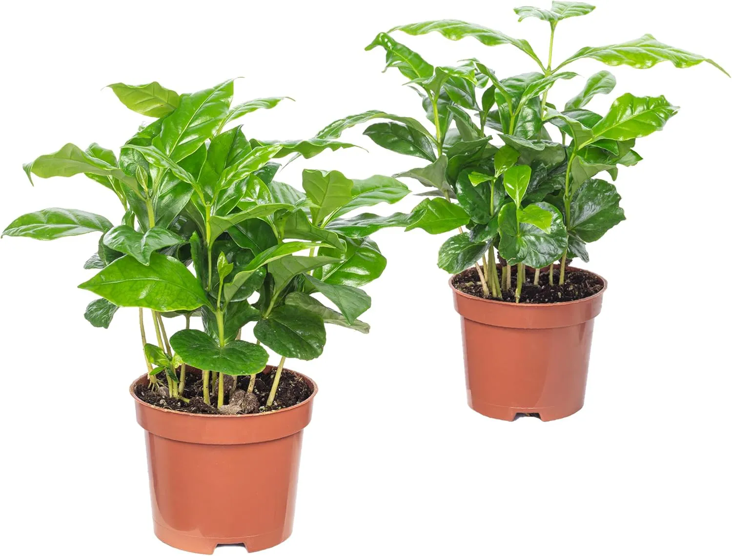 Bild von 2er-Set Coffea Arabica Kaffeepflanzen ca. 20 cm hoch mit 9 cm Topfdurchmesser