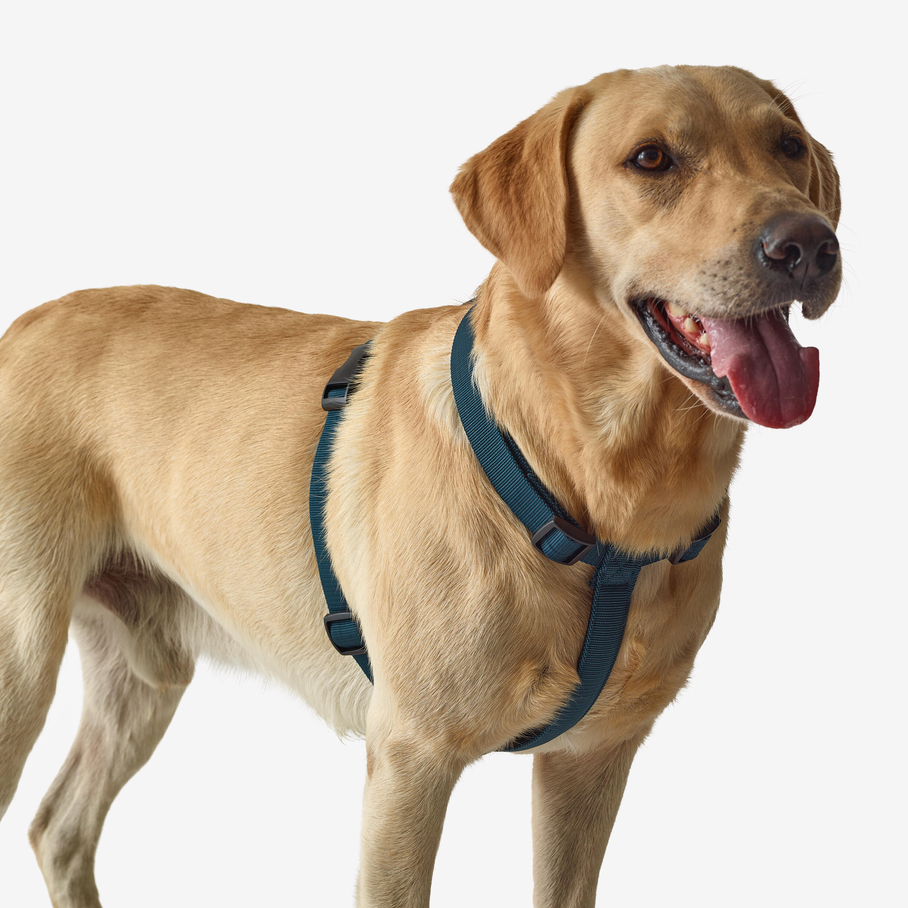 Bild von Hundegeschirr 100 blau
