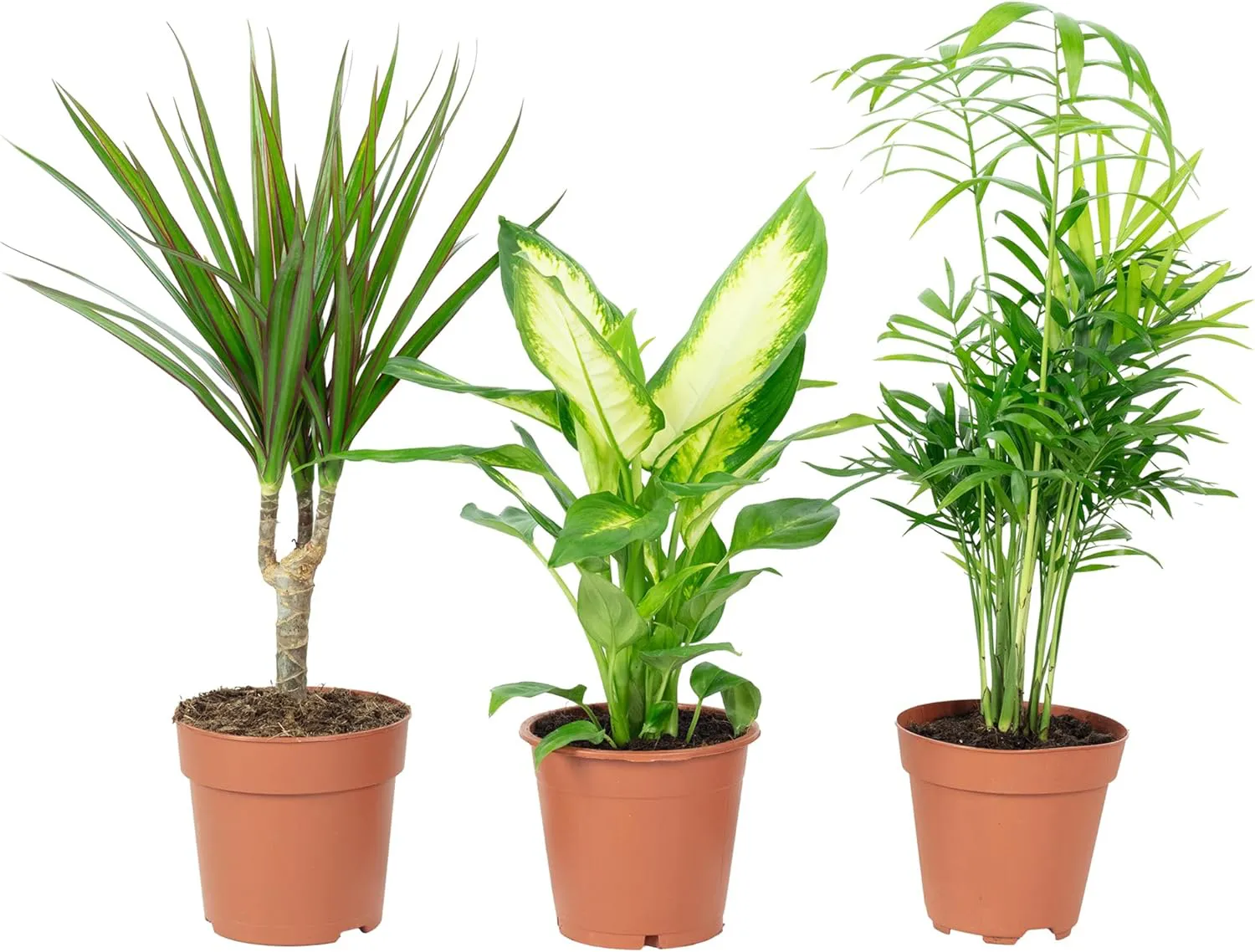 Bild von 3er Set pflegeleichte Zimmerpflanzen Chamaedorea, Dieffenbachie und Dracaena mit Topfdurchmesser von 10 bis 12 cm