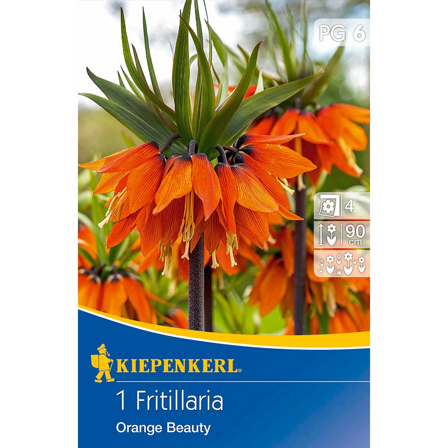 Bild von Kiepenkerl Kaiserkrone Orange Beauty 1 Stück
