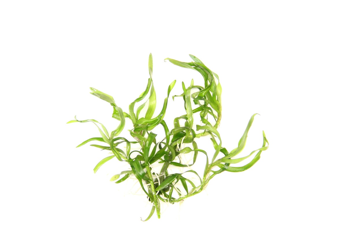 Bild von Heteranthera zosterifolia In-Vitro