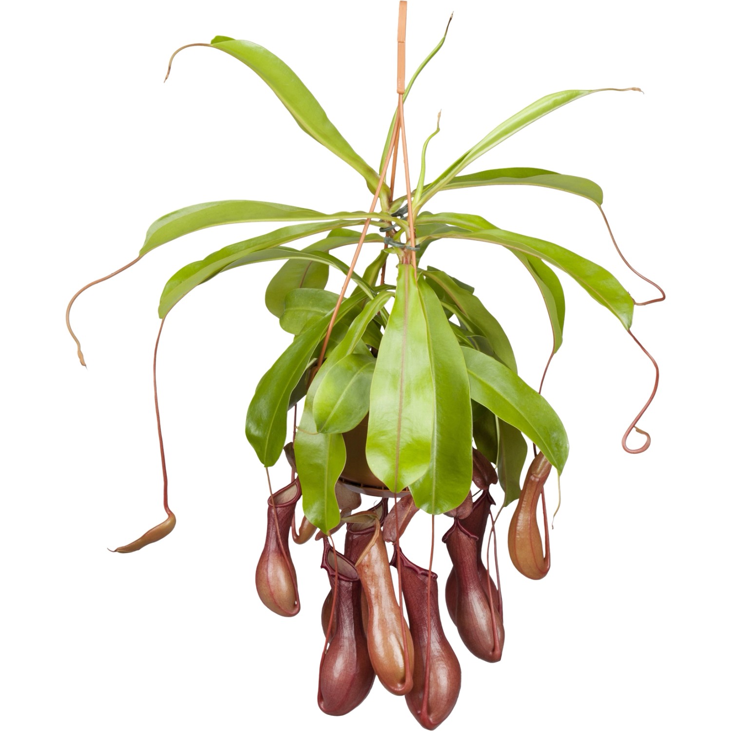 Bild von Kannenpflanze Ampel Topf-Ø ca. 14 cm Nepenthes
