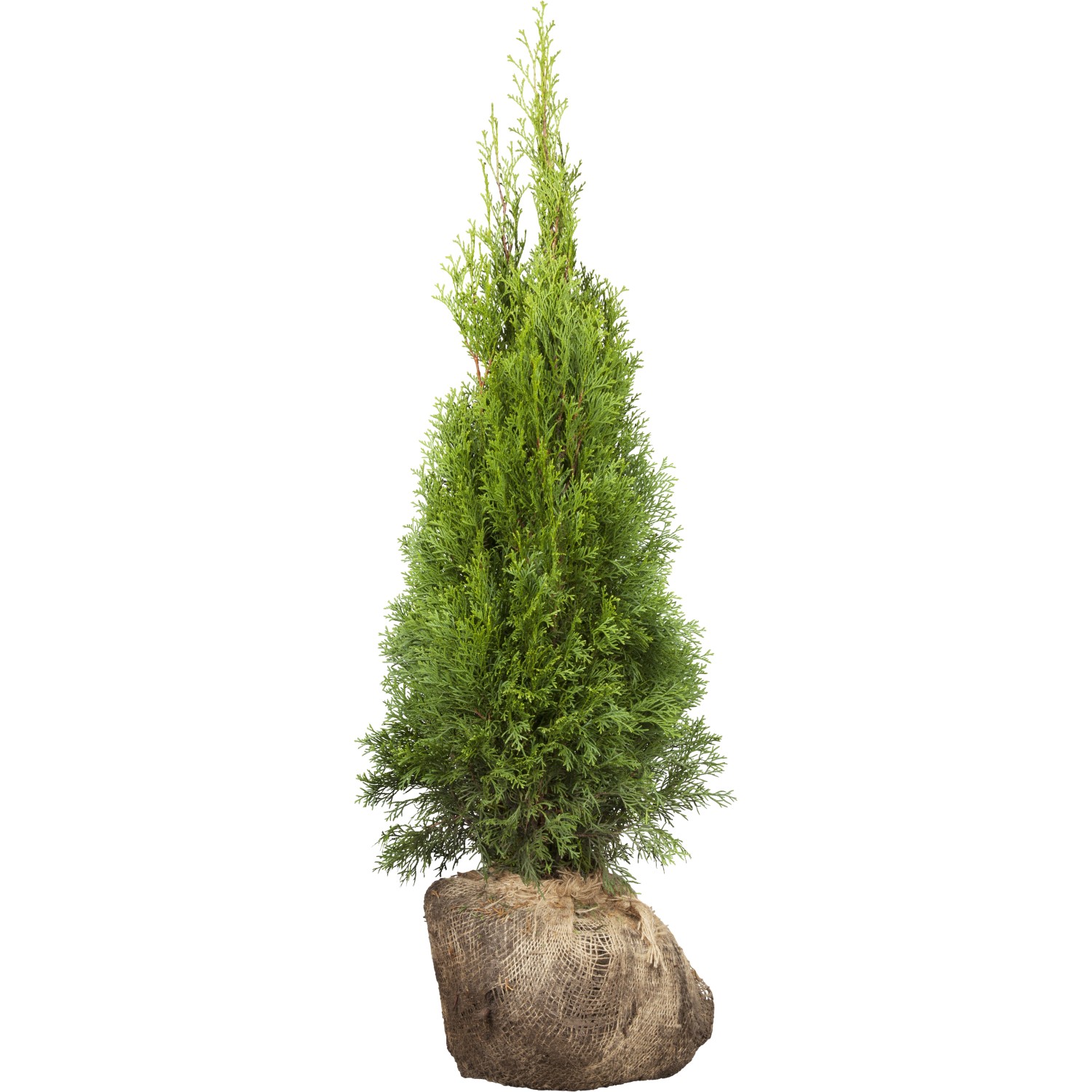 Bild von Lebensbaum Smaragd Set à 30 Stück Höhe ca. 140 - 160 cm Ballenware Thuja occ.