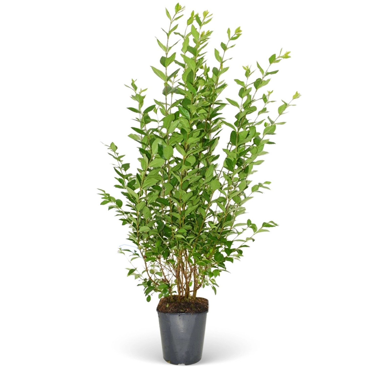 Bild von Rotbuche Set à 60 Stück Höhe ca. 175 - 200 cm Topf ca. 7,5 l Fagus sylvatica