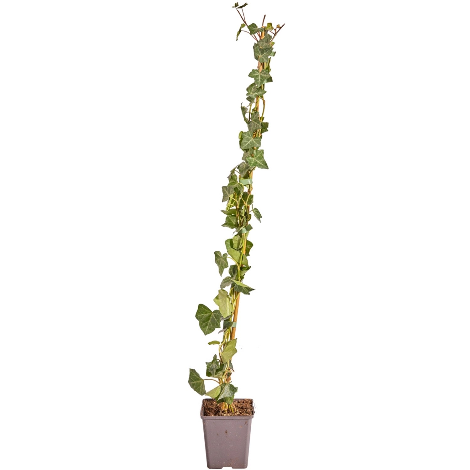 Bild von Großblättriger Irischer Efeu Set à 75 Stück Höhe 80 - 100 cm Topf ca. 1,5 l