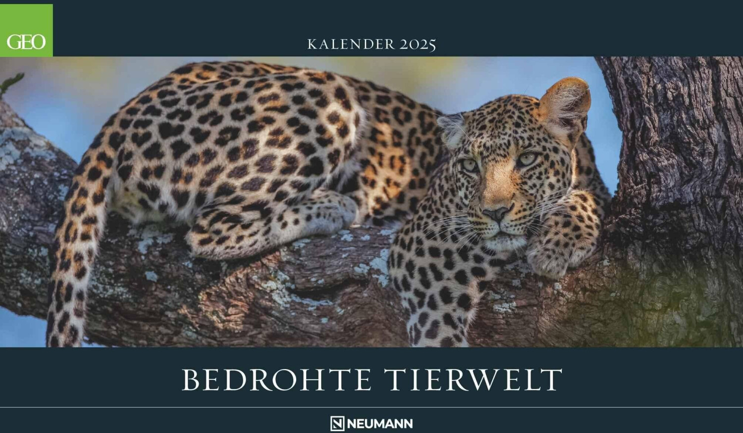 Bild von GEO - Bedrohte Tierwelt 2025 Wandkalender, 58x36cm, Posterkalender mit Abbildungen gefährderter Geschöpfe, einzigartige Aufnahmen aus der Tierwelt, deutsches Kalendarium