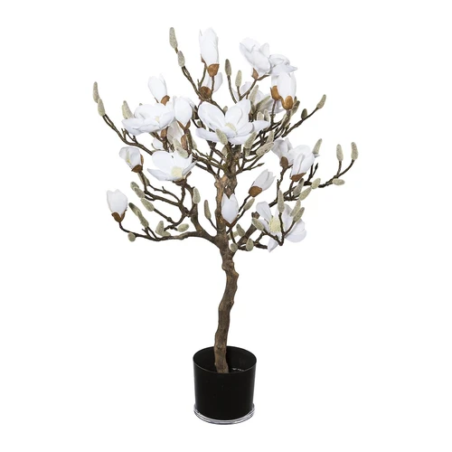 Bild von Magnolienbaum - kaiserkraft, CAGO Magnolienbaum, im Kunststofftopf