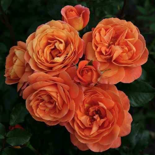 Bild von KORDES ROSEN Beetrose, Rosa »Phoenix®«, Blüte: orange, gefüllt