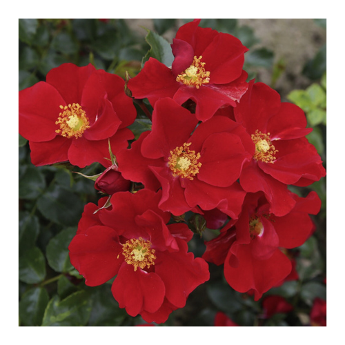 Bild von KORDES ROSEN Kleinstrauchrose, Rosa »Alexander von Humboldt«