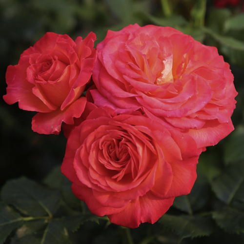 Bild von KORDES ROSEN Edelrose, Rosa »Vulcano®«, Blüte: mehrfarbig, gut gefüllt - rot