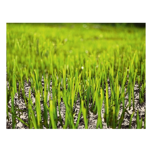 Bild von Floragard Rasensand