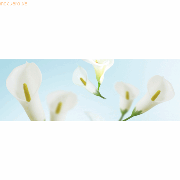 Bild von 5 x Ludwig Bähr Fotokarton 300g/qm A4 VE=5 Blatt Flora Calla