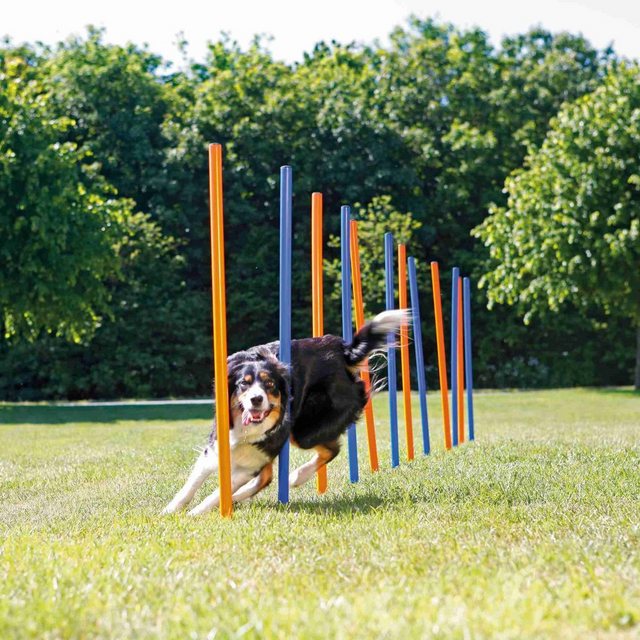 Bild von TRIXIE Hunde Agility Set Slalom mit 12 Slalom-Stangen – ideal für das Hunde Agility Training für Anfänger & Fortgeschrittene - Hunde-Agility Ausrüstung für Hunde-Hindernisparcours - 3206