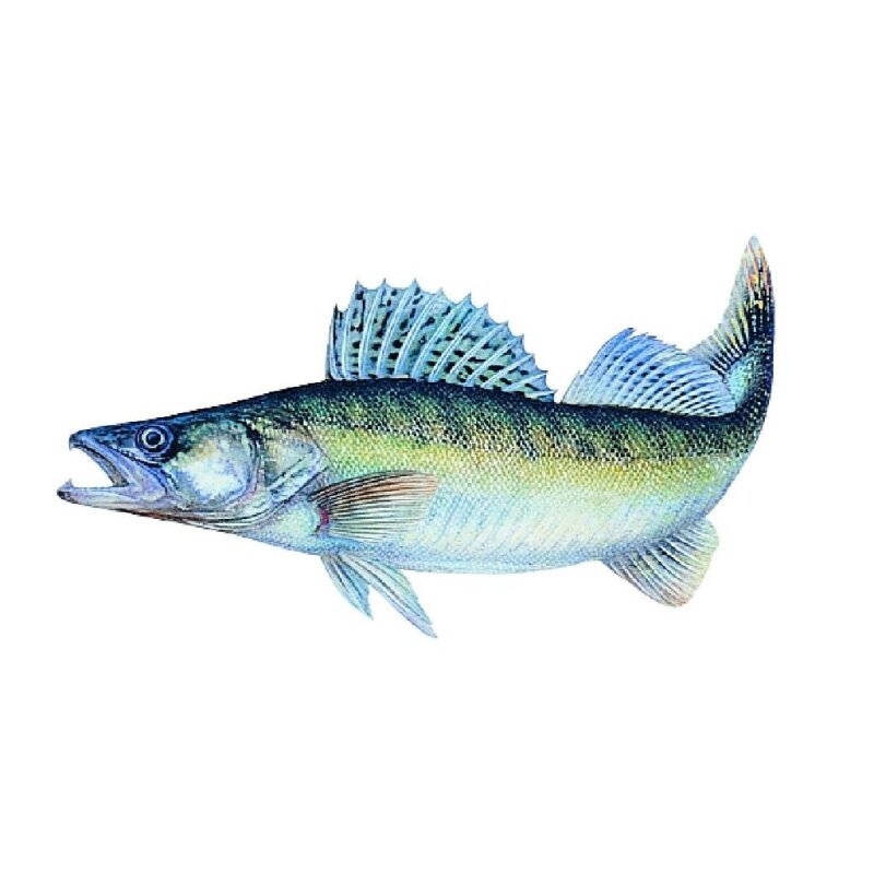 Bild von JENZI Aufkleber Zander Groß 23cm