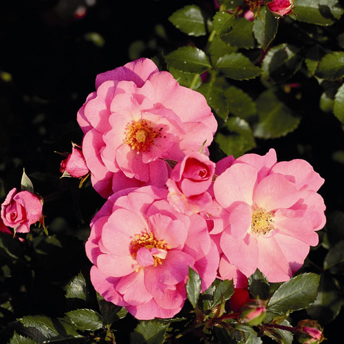 Bild von ROSEN TANTAU Bodendeckerrose Rosa hybride »Mirato«