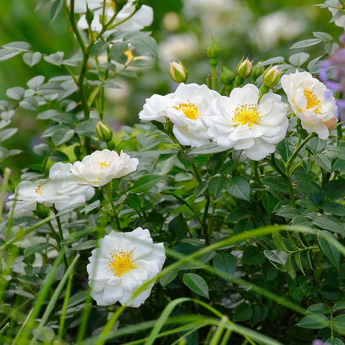 Bild von ROSEN TANTAU Kleinstrauchrose Rosa hybride »Bienenweide«