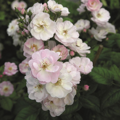 Bild von ROSEN TANTAU Blühpflanze »Perennial Blush«, Blüte: weiß - weiss