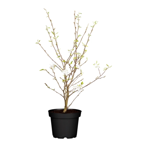 Bild von OBI Sternmagnolie Weiß – Zierbaum für den Garten