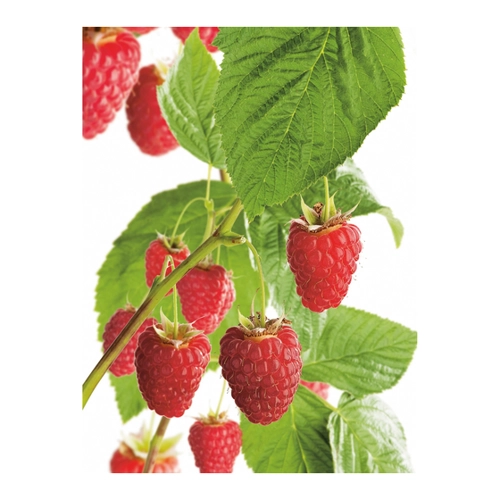 Bild von GROW by OBI Bio Himbeere Aroma Queen – Eine ertragreiche Beerenpflanze