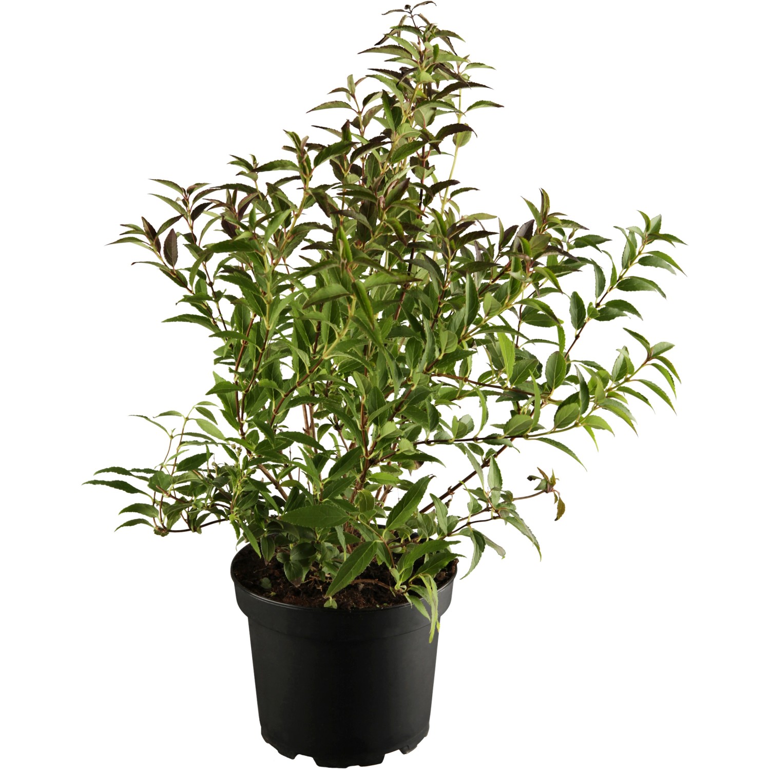 Bild von OBI Maiblumenstrauch Weiß Höhe ca. 30 - 50 cm Topf ca. 3,5 l Deutzia
