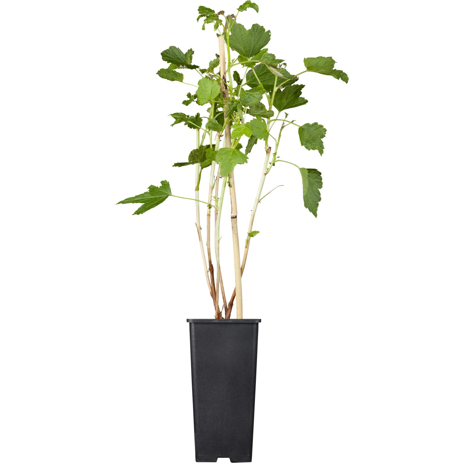 Bild von GROW by OBI Johannisbeere Titania Schwarz Höhe ca. 20-30cm Topf ca. 2 l Ribes