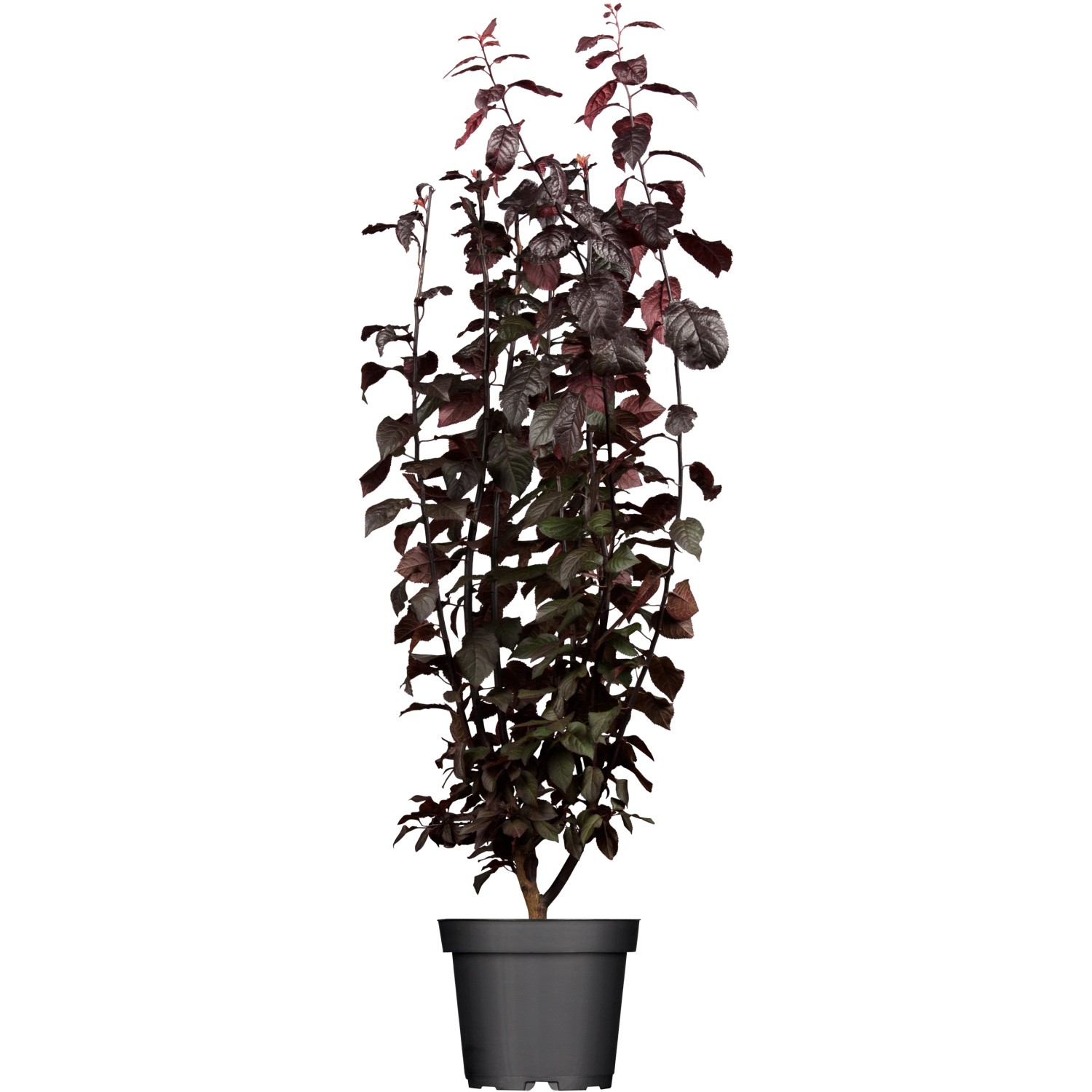 Bild von OBI Blutpflaume Nigra Rosa Höhe ca. 60 - 80 cm Topf ca. 7 l Prunus