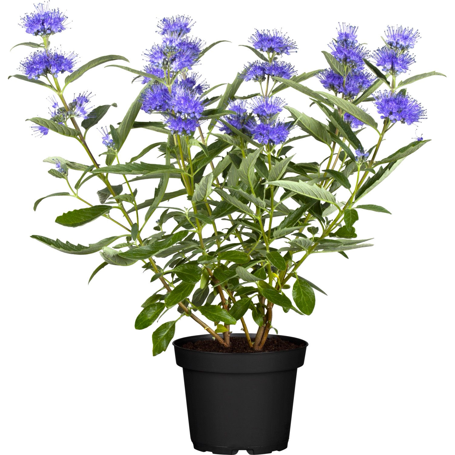 Bild von OBI Bartblume Blau Container ca. 3 l