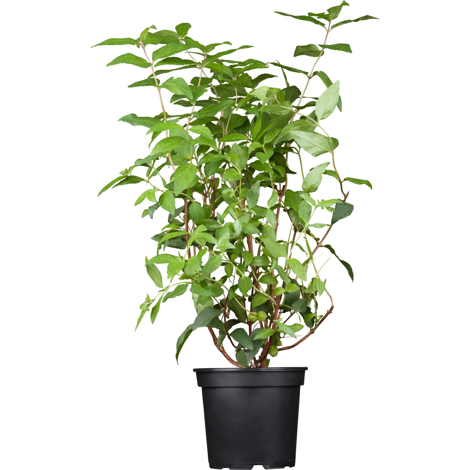 Bild von GROW by OBI Gefüllter Sternchenstrauch Plena Weiß ca. 60 - 80 cm Topf ca. 5 l