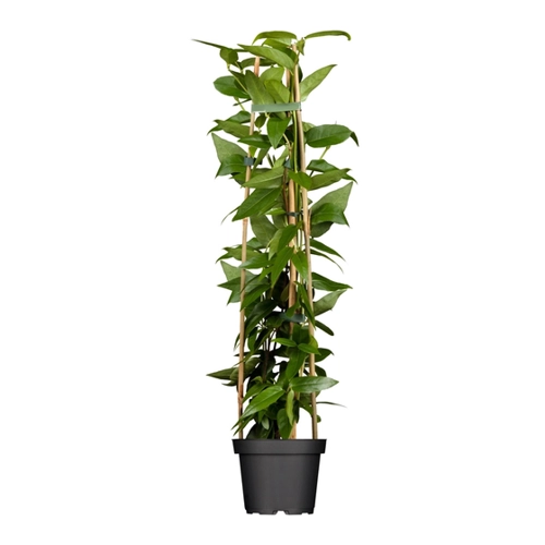 Bild von Geißblatt Lonicera henryi – der perfekte Kletterpartner für Ihren Garten