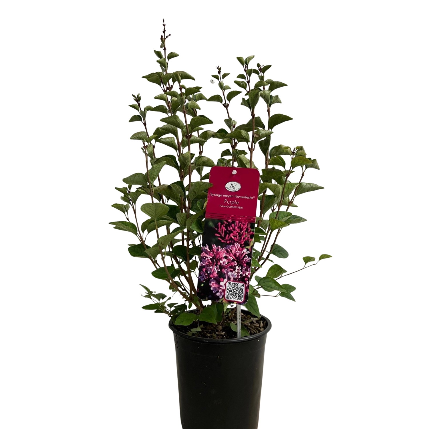 Bild von Zwerg-Flieder Flowerfesta Purple Höhe ca. 40 - 60 cm Topf ca. 3,5 l Syringa
