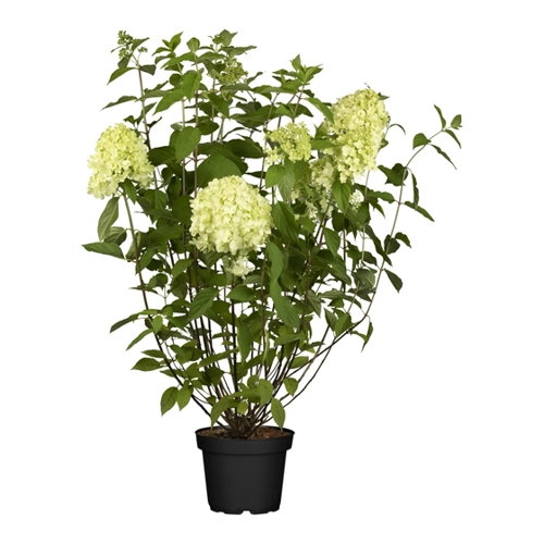 Bild von Rispenhortensie Living Creations - Pflegeleichte Blüte für Ihren Garten