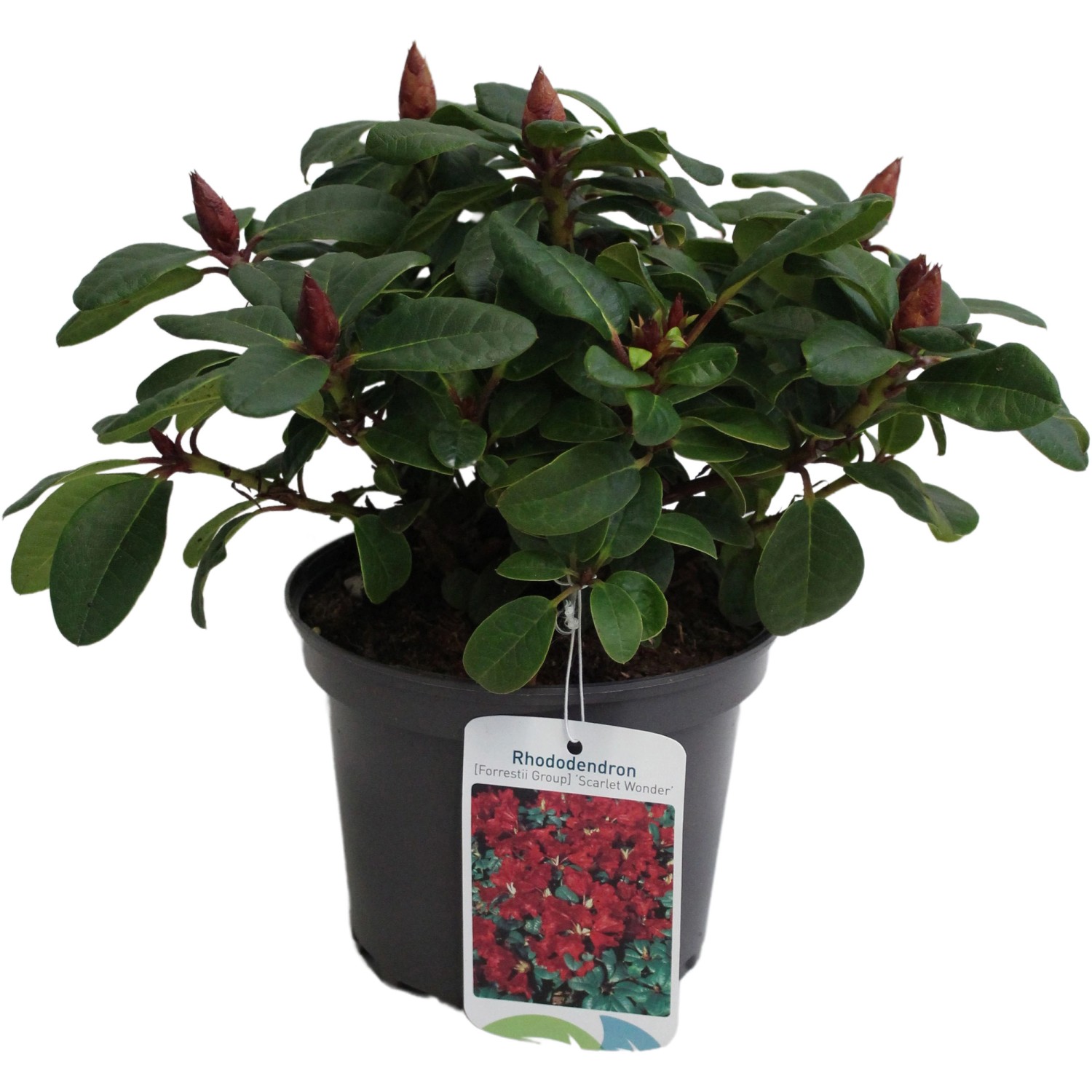 Bild von Zwerg-Rhododendron Scarlet Wonder Rot Höhe ca. 20 - 25 cm Topf ca. 2 l