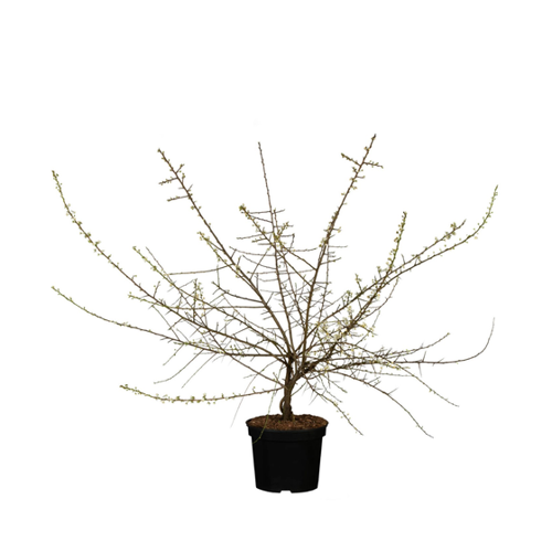 Bild von Schlehdorn (Prunus spinosa) – Ein Blick auf das vielseitige Gehölz