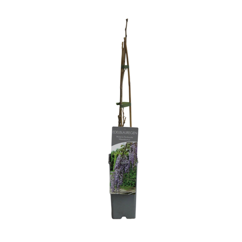 Bild von Edel-Blauregen Macrobotrys - Wisteria floribunda
