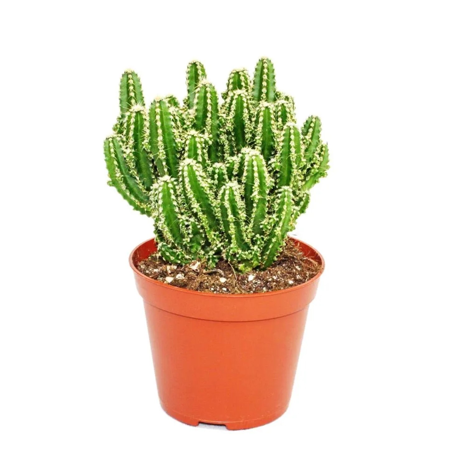 Bild von Exotenherz Cereus Floridianus Grünfinger im 8,5cm Topf