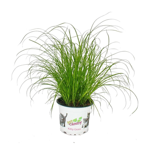 Bild von Exotenherz Katzengras Cyperus Alternifolius