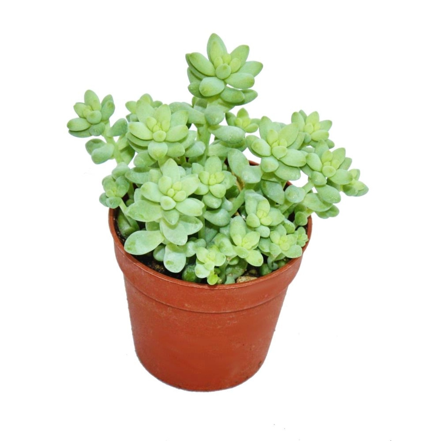 Bild von Exotenherz Sedum Morganianum Burritum Affenschaukel 5,5cm Topf