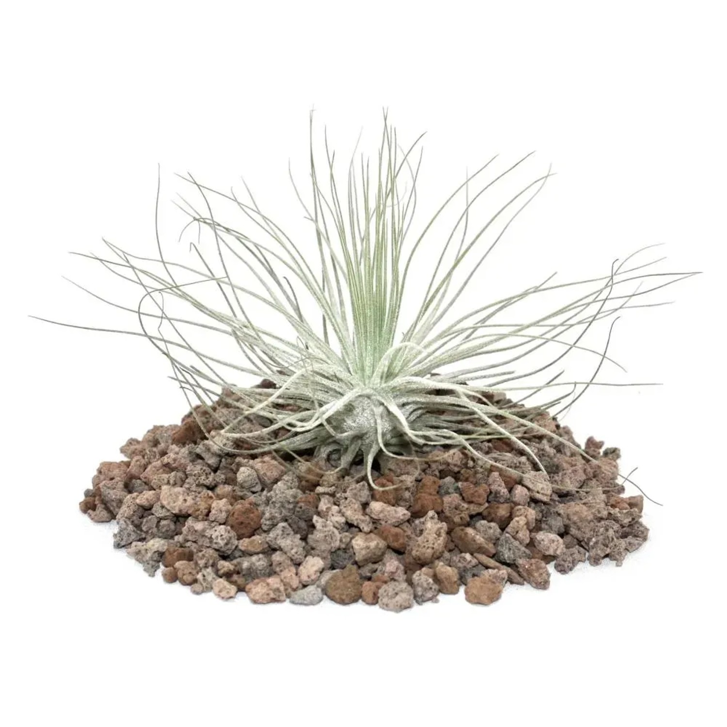 Bild von Exotenherz Tillandsia Magnusiana Lose Pflanze
