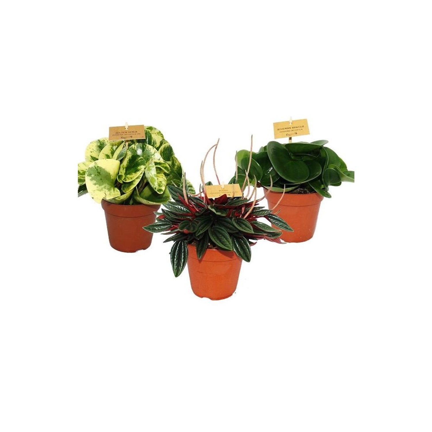 Bild von Exotenherz Zwergpfeffer-3Er Set Peperomia Eden-Mix 3 Pflanzen im 12cm Topf