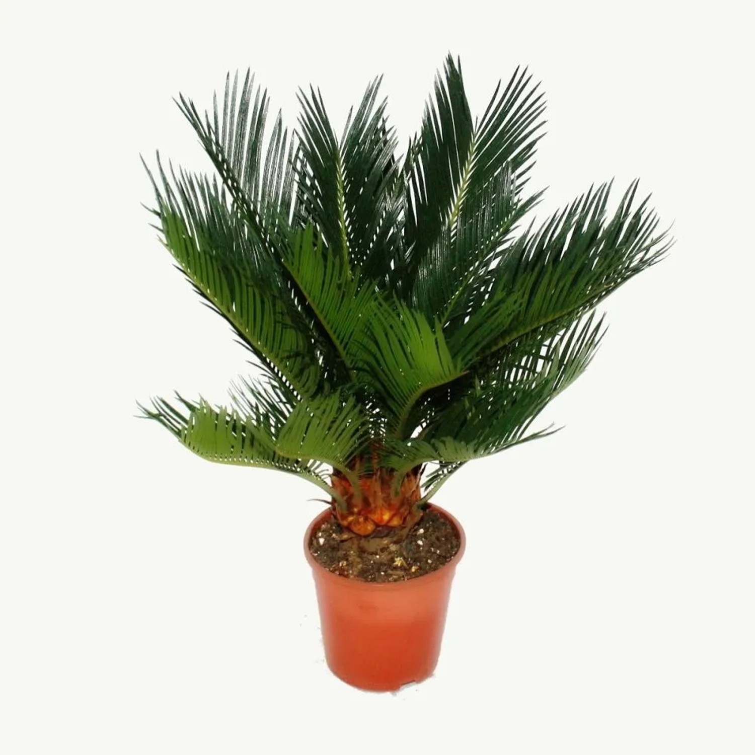 Bild von Exotenherz Cycas Revoluta Japanischer Palmfarn mit Knolle 12cm Topf
