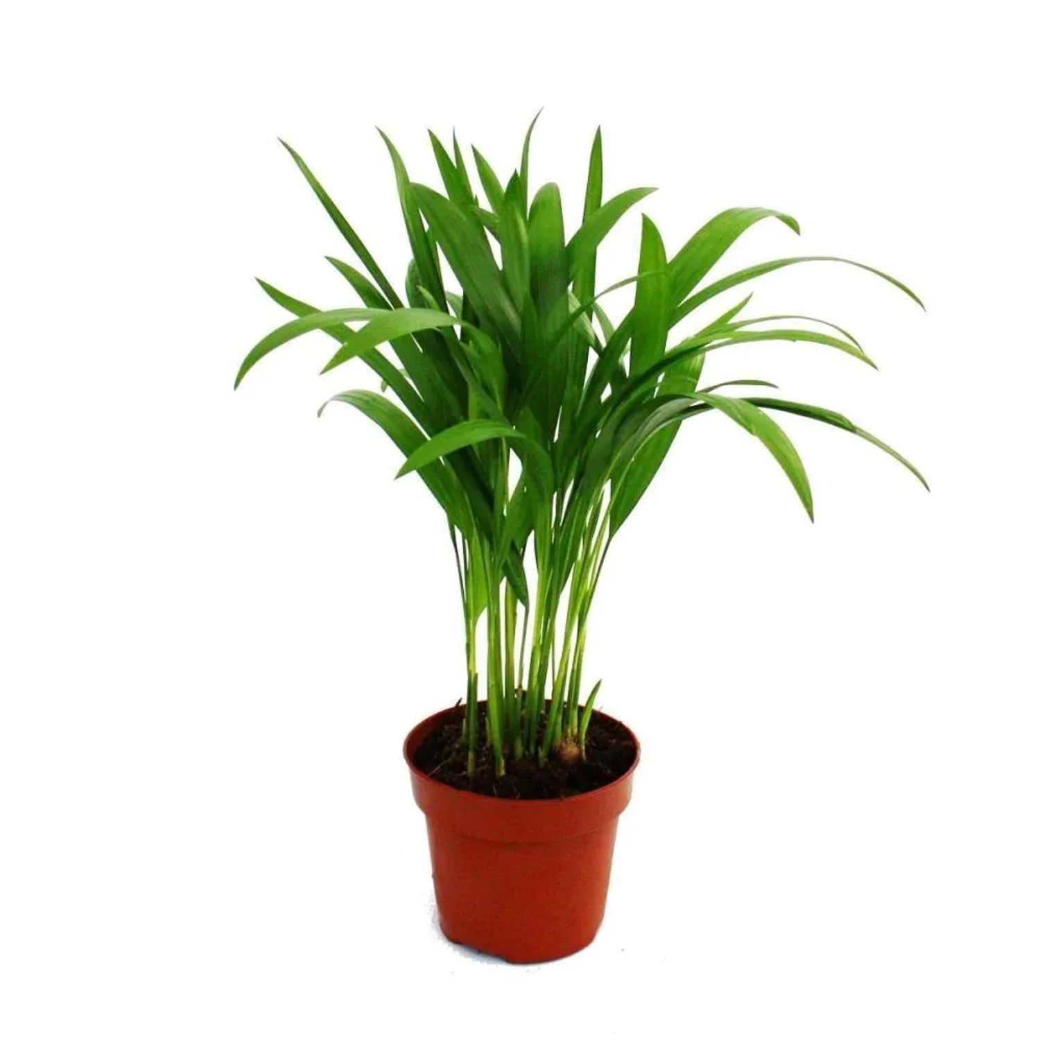 Bild von Exotenherz Areca Chrysalidocarpus Lutescens Goldfruchtpalme im 12cm Topf