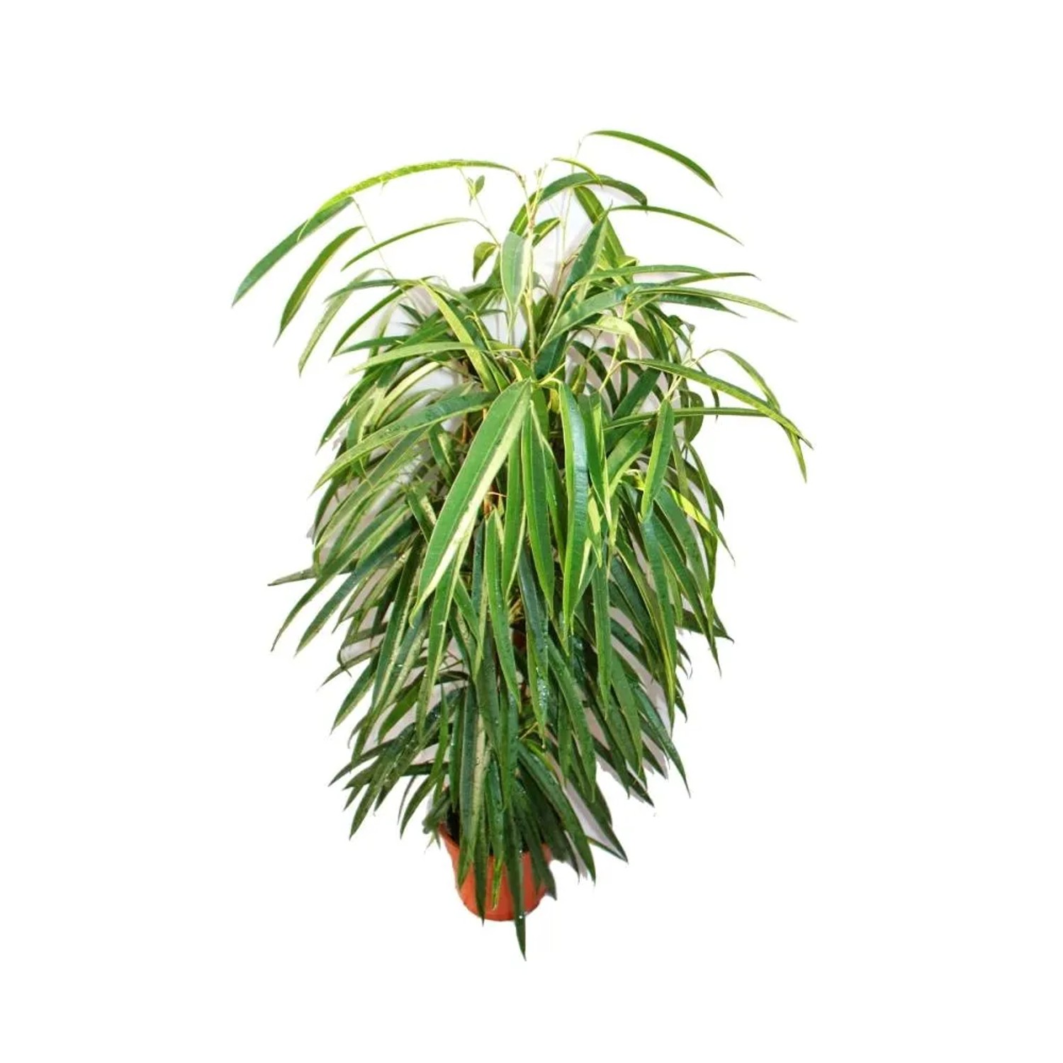 Bild von Exotenherz Ficus Binendijkii Alii Langblättrige Birkenfeige Königssäule 17cm Topf