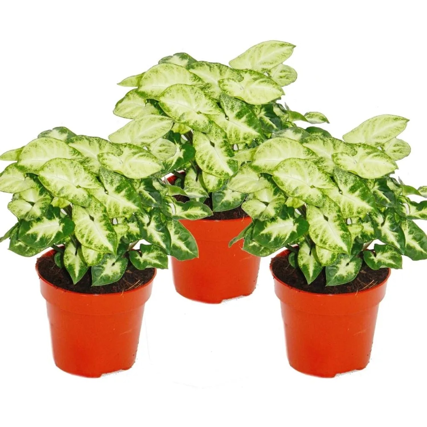 Bild von Exotenherz Syngonium Pixie 3er Set Purpurtute