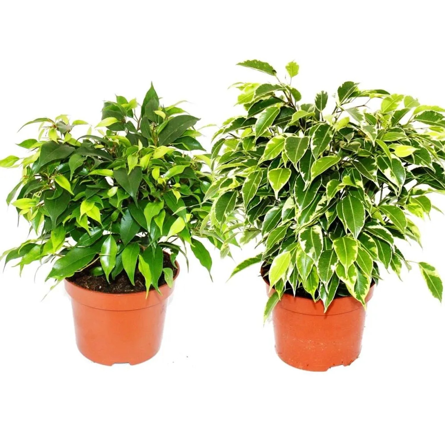 Bild von Exotenherz Kinkyduo Set mit 2 Verschiedenen Buschigen Birkenfeigen Ficus Benjamini Kinky 12cm Topf