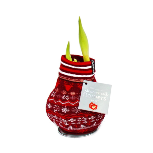 Bild von Exotenherz Amaryllis-Zwiebel in der Norweger-Socke Ritterstern Rot