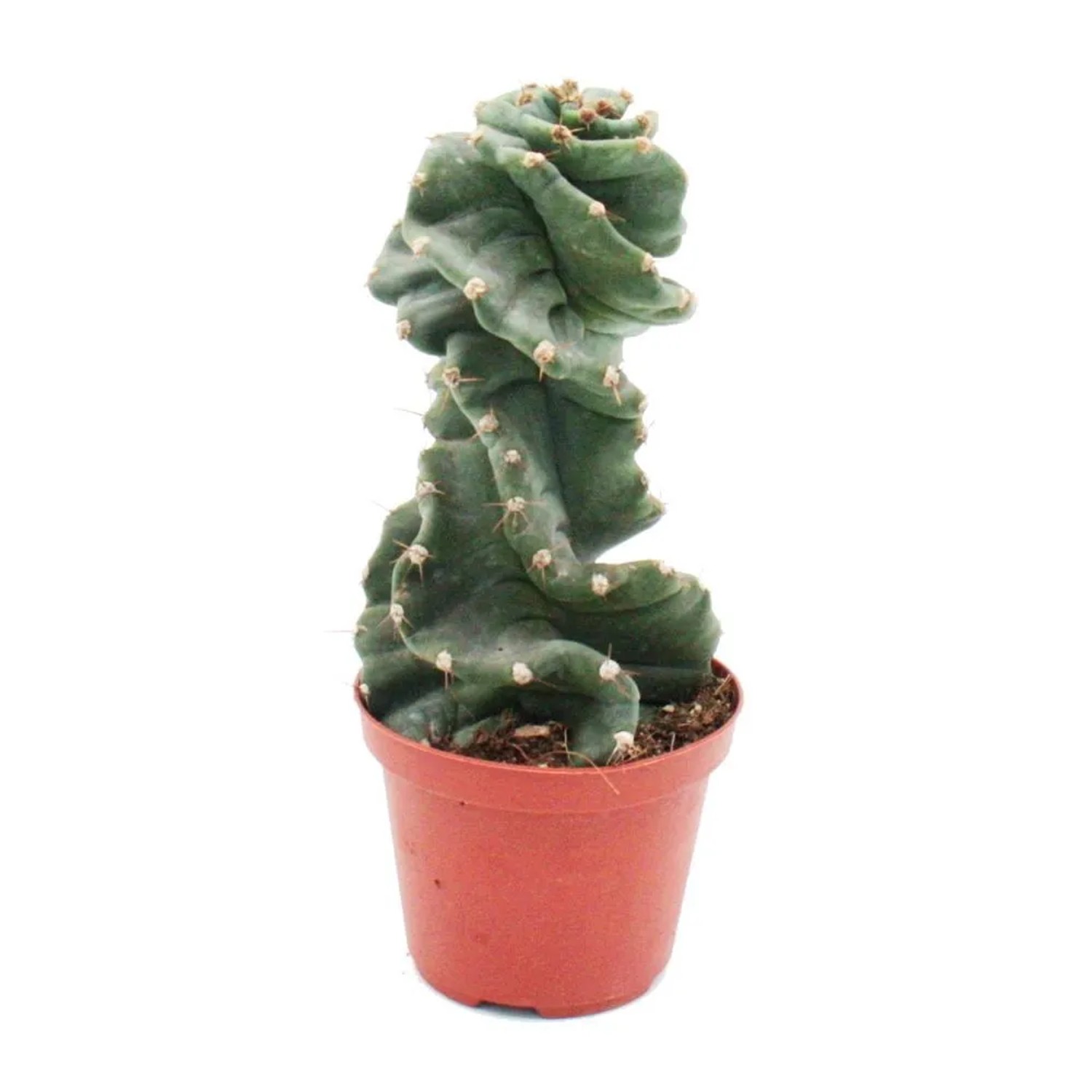 Bild von Exotenherz Cereus Jamacaru Spiralis Spiralkaktus im 11cm Topf