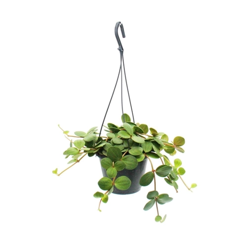 Bild von Exotenherz Zimmerpflanze zum Hängen Peperomia Tetraphylla - Hängender Zwergpfeffer