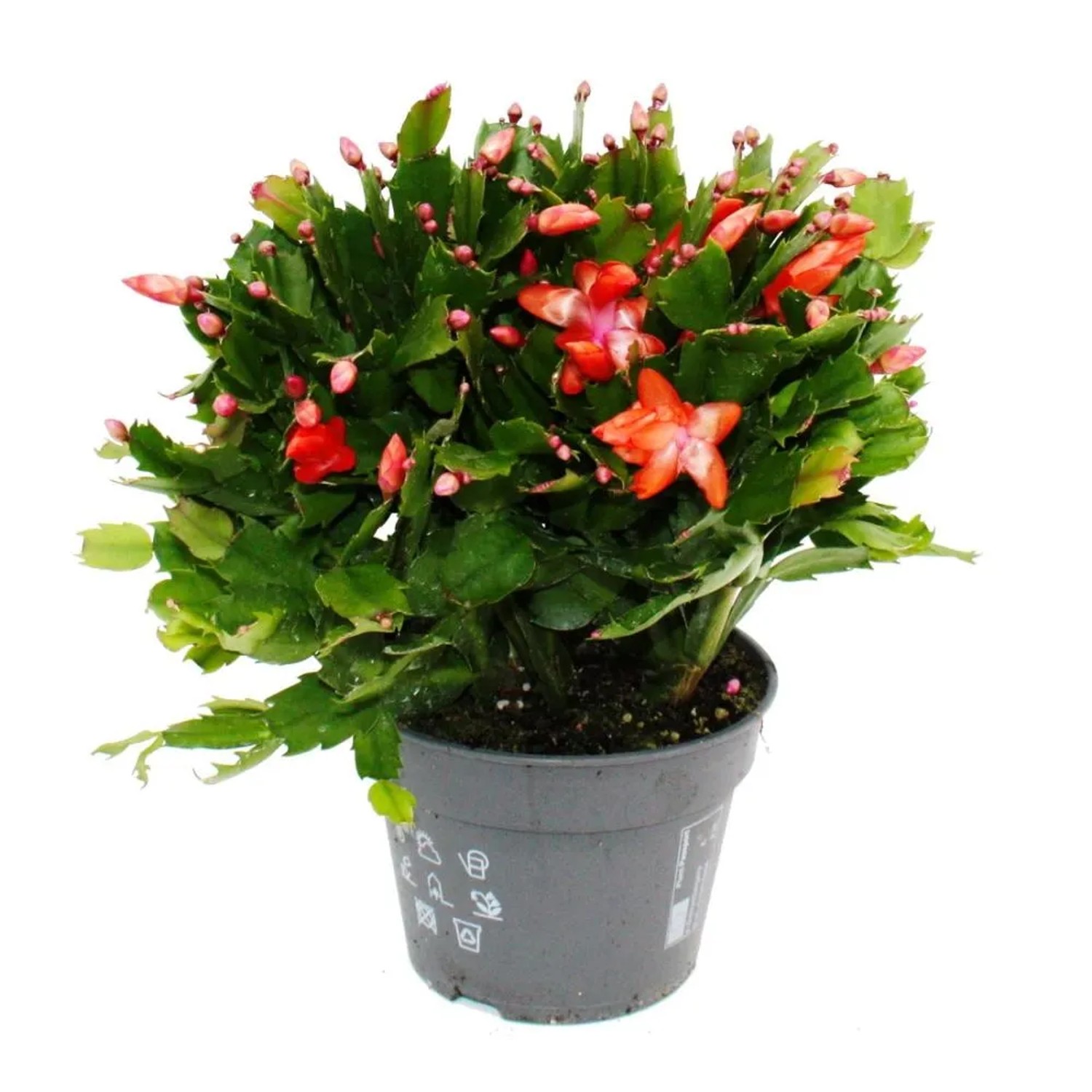 Bild von Exotenherz Großer Weihnachtskaktus Schlumbergera XXL 17cm Topf ca. 25-35cm Hoch Rote Blüten